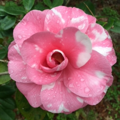 Brother Rose Variegated